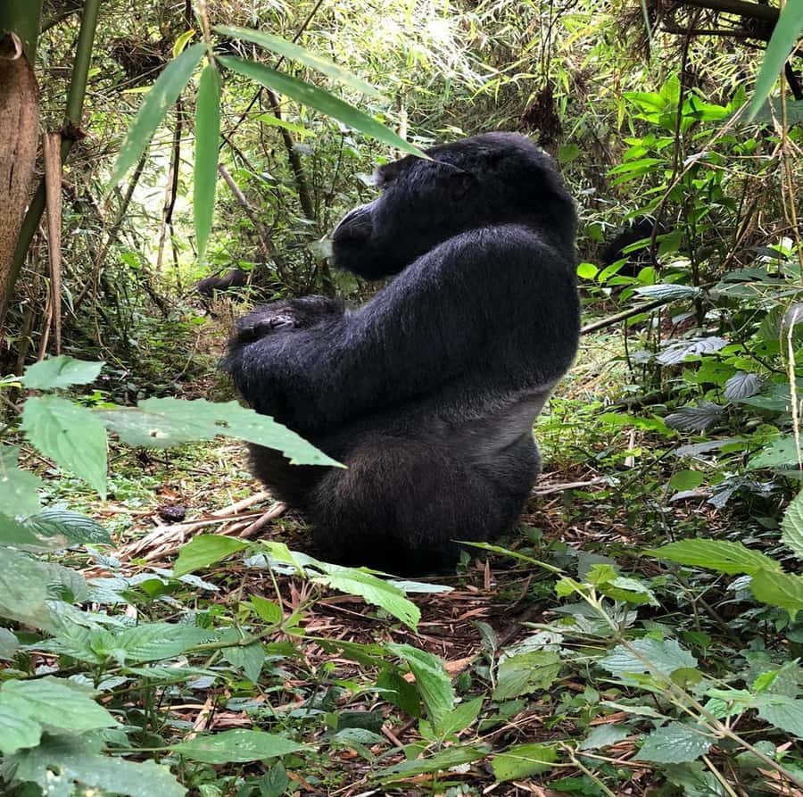 From Kigali: 1-Day Gorilla Trekking in Uganda - Key points to know before you book