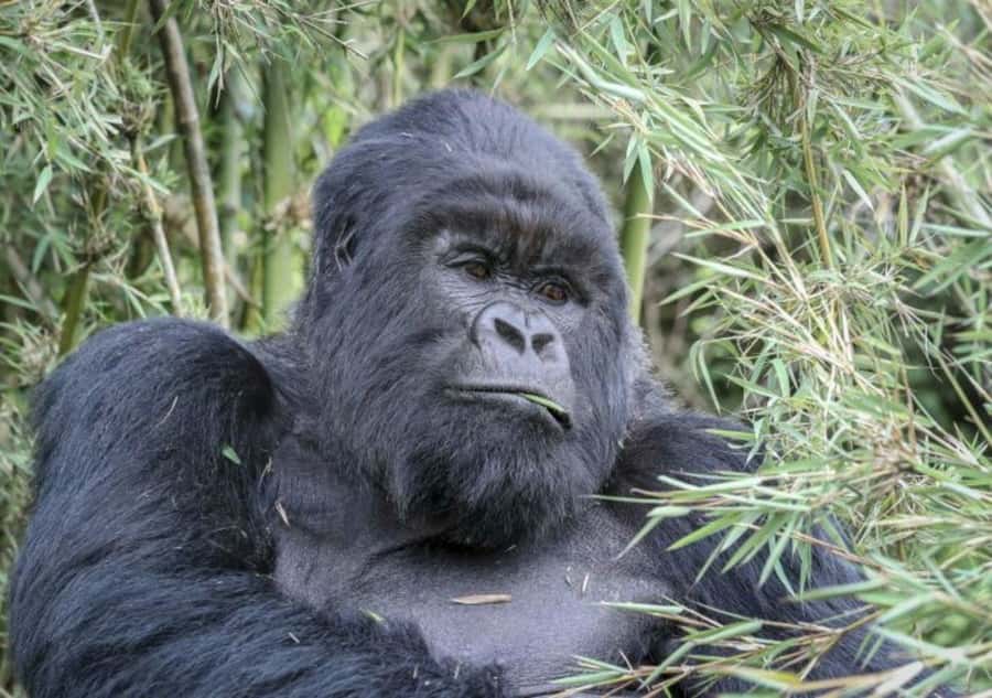 From Kigali: 1-Day Gorilla Trekking in Uganda - A 3:00 AM start from Kigali
