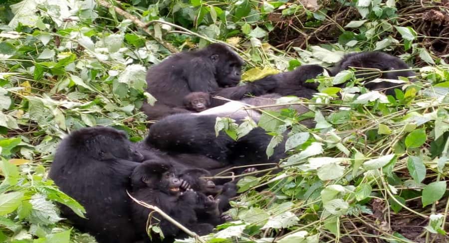 From Kigali: 1-Day Gorilla Trekking in Uganda - Walking into Mghahinga National Park