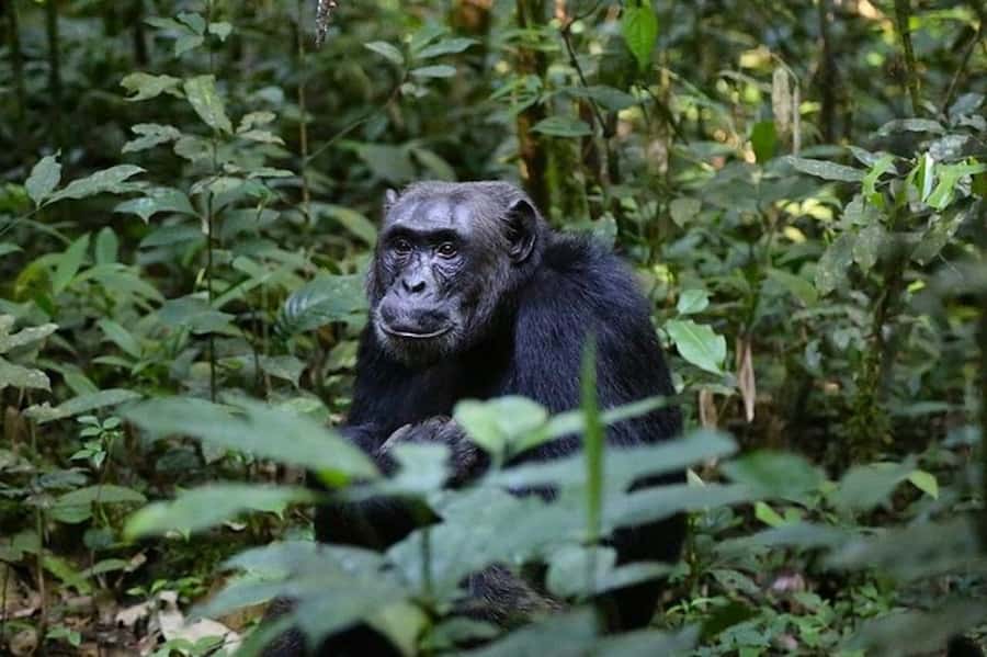 From Kigali: 1-Day Gorilla Trekking in Uganda - Breakfast, customs, and the Uganda handoff