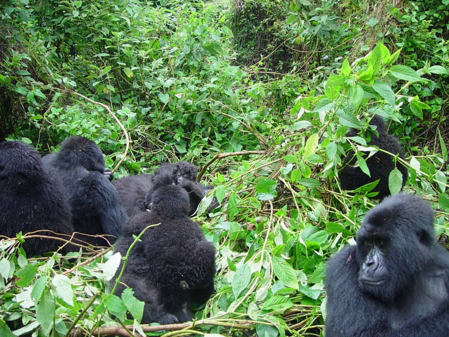 From Kigali: 2-Day Gorilla Trek: Bwindi Nat Park - What the gorilla trek feels like on the ground