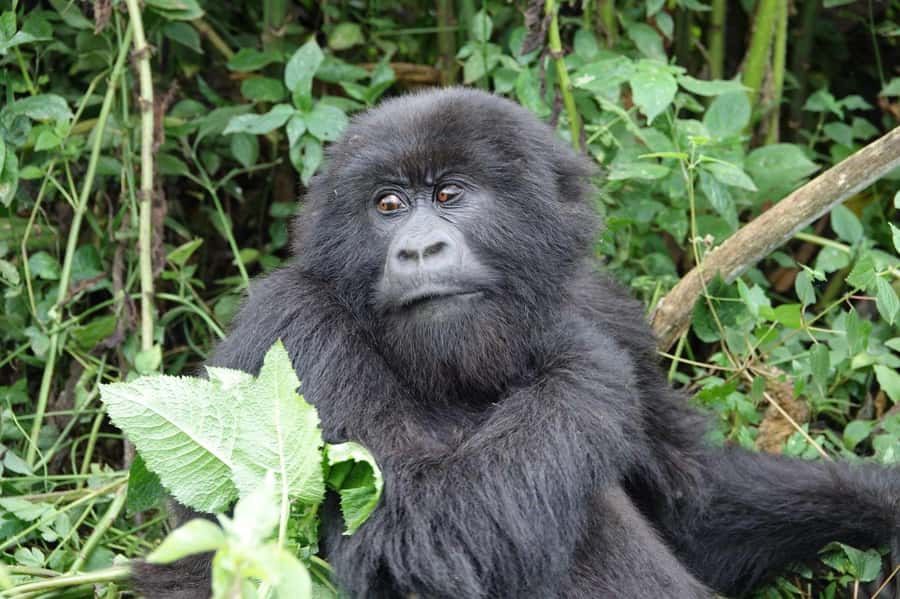 From Kigali: 2-Day Gorilla Trek: Bwindi Nat Park - Returning to Kigali after the forest