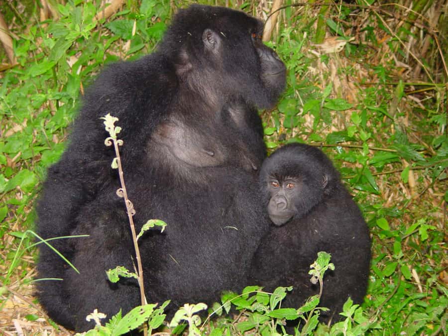 From Kigali: 2-Day Gorilla Trek: Bwindi Nat Park - Guides, vehicle, and the private format
