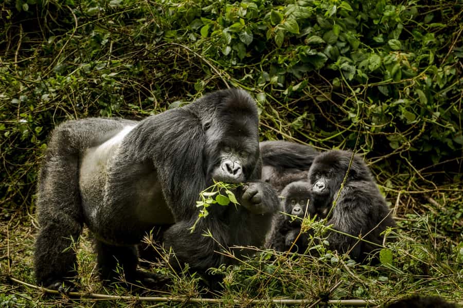 From Kigali: 2-Day Gorilla Trek: Bwindi Nat Park - What to pack for a high-altitude forest trek