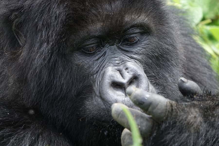From Kigali: 2-Day Gorilla Trek: Bwindi Nat Park - The permit and visa math