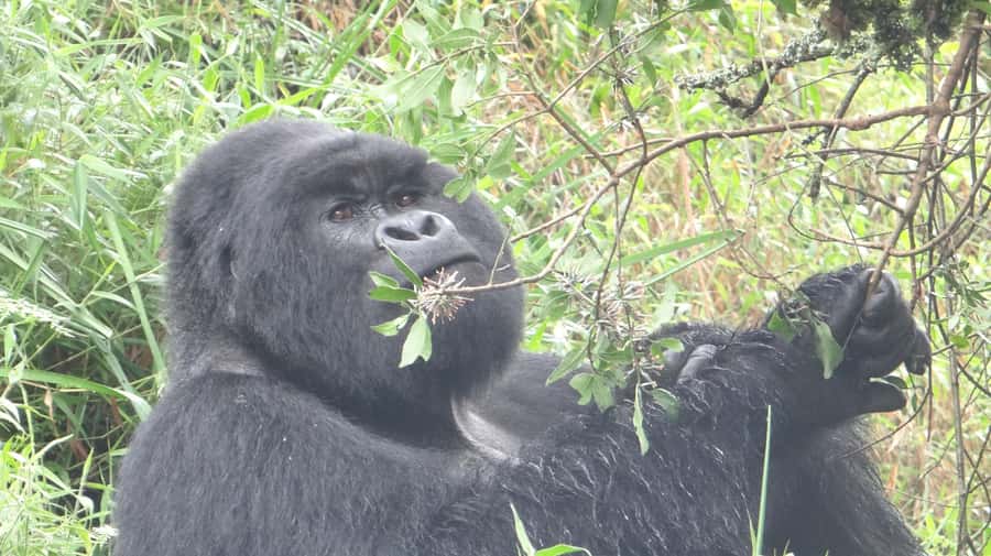 From Kigali: 2-Day Gorilla Trek in Bwindi - Key points to know before booking