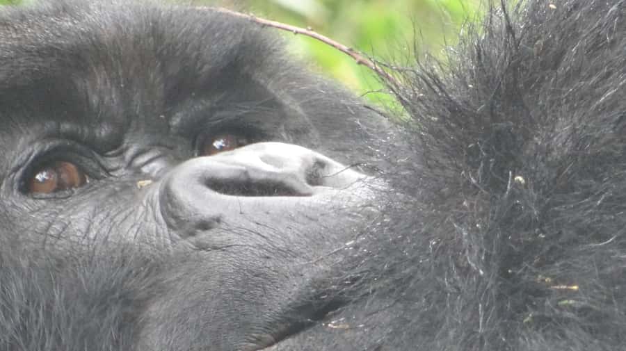 From Kigali: 2-Day Gorilla Trek in Bwindi - Kigali to Bwindi: a short trip with a long road day