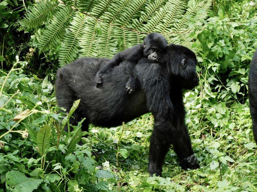 From Kigali: 2-Day Gorilla Trek in Bwindi - One night near Bwindi and what full board really means