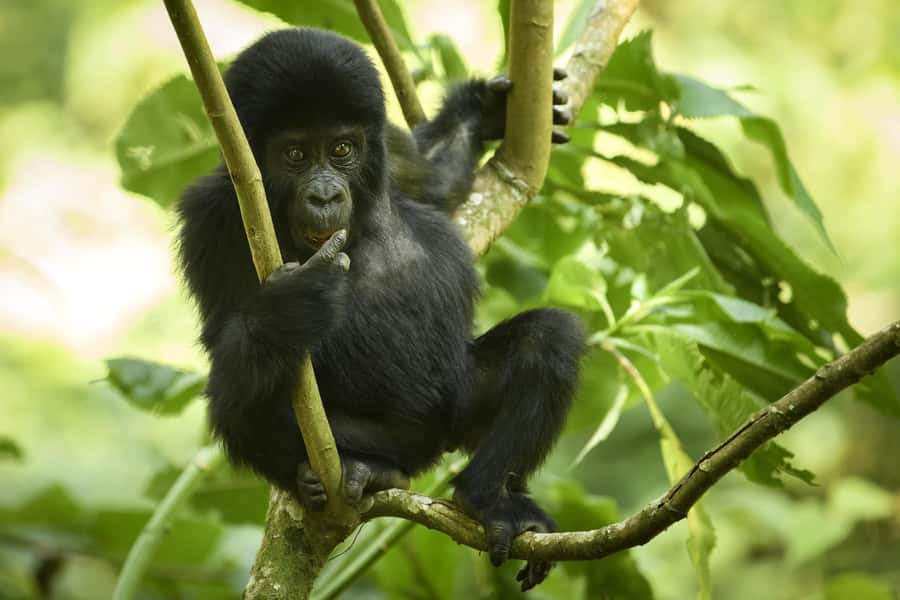 From Kigali: 2-Day Gorilla Trek in Bwindi - The Bwindi briefing comes before the forest