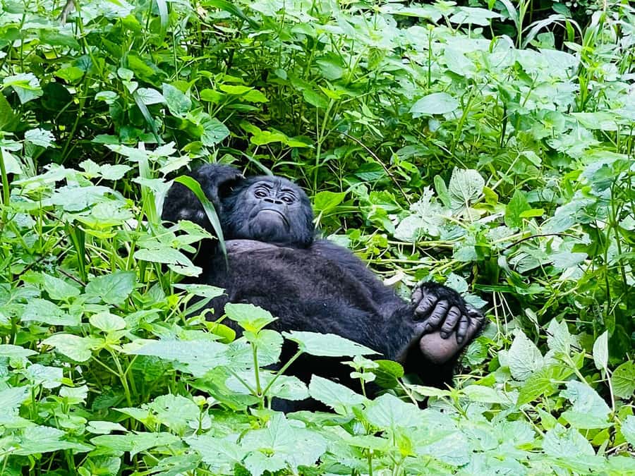 From Kigali: 2-Day Gorilla Trek in Bwindi - One hour with a gorilla family