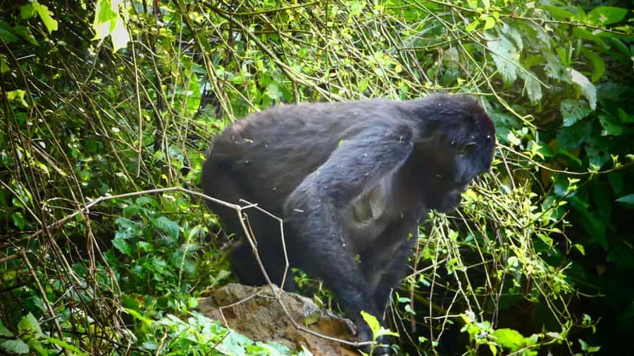From Kigali: 2-Day Gorilla Trek in Bwindi - After the trek: debrief, road trip, and memories