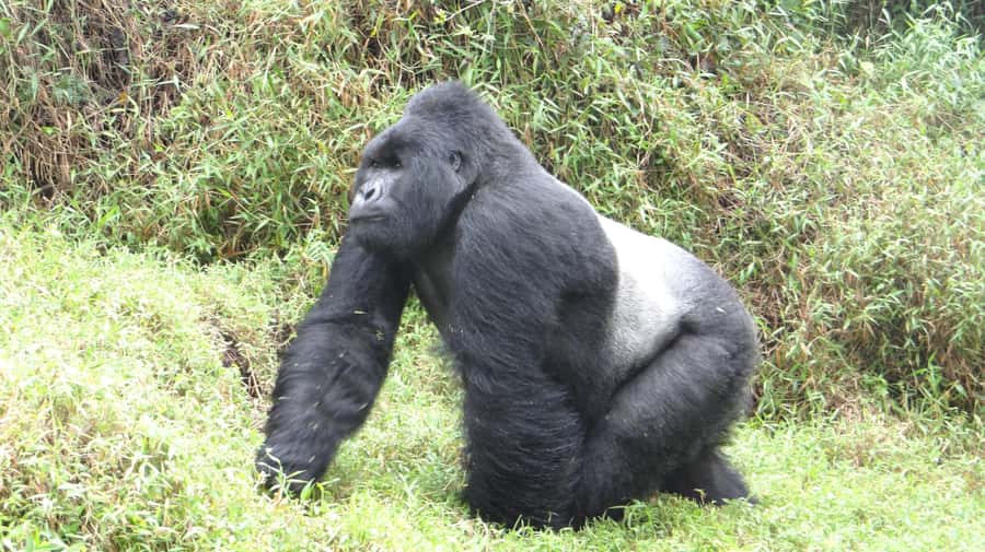 From Kigali: 2-Day Gorilla Trek in Bwindi - What the $498 price covers, and what it does not