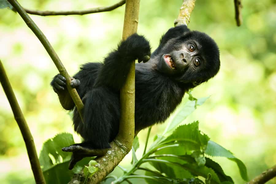 From Kigali: 2-Day Gorilla Trek in Bwindi - The strongest reasons to choose this trip