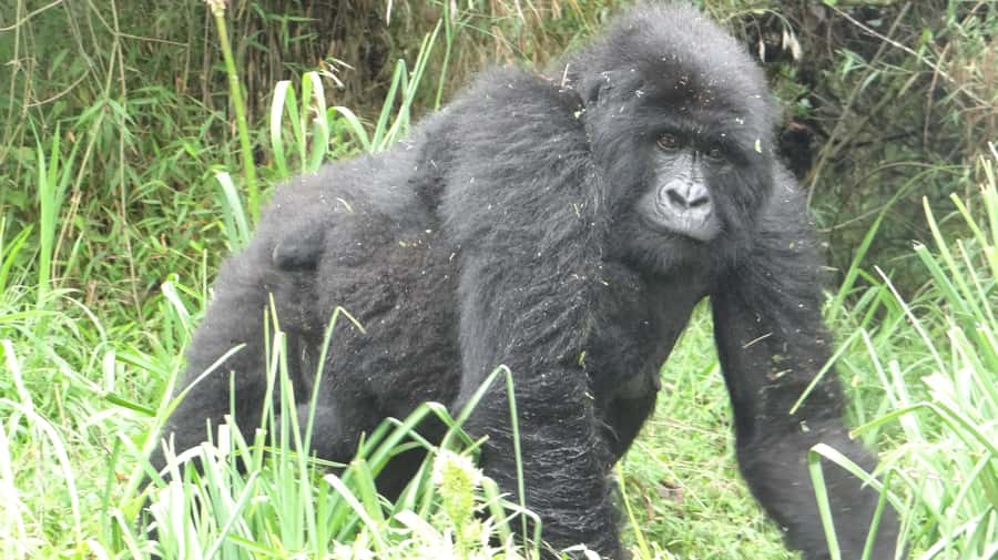 From Kigali: 2-Day Gorilla Trek in Bwindi - Crossing from Rwanda into Uganda