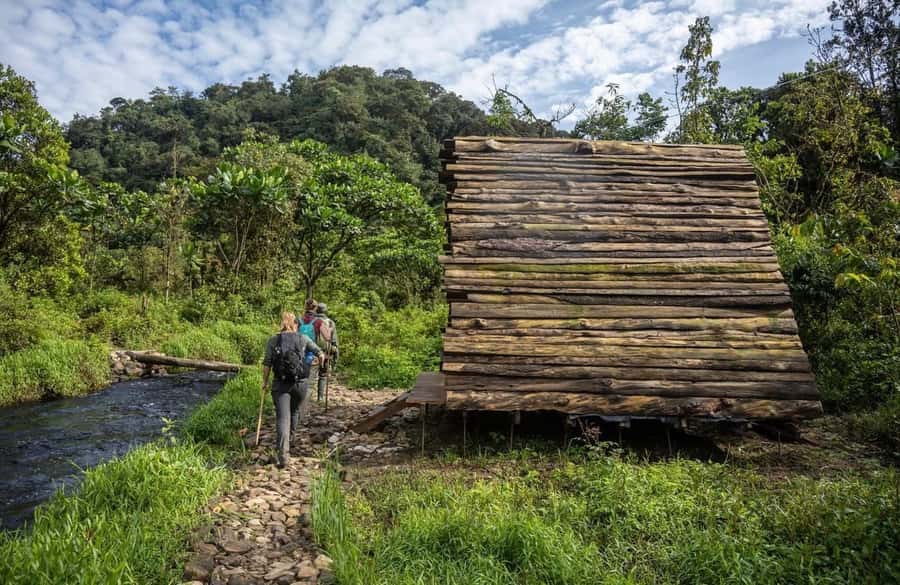 From Kigali: 2 days chimpanzee trekking and canopy walk - From Kigali into Rwanda’s western forest