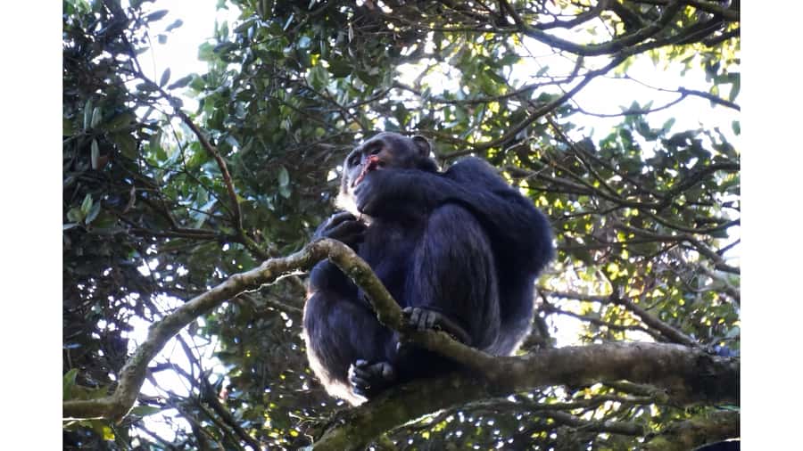 From Kigali: 2 days chimpanzee trekking and canopy walk - A quieter finish at Ndambarare Waterfall