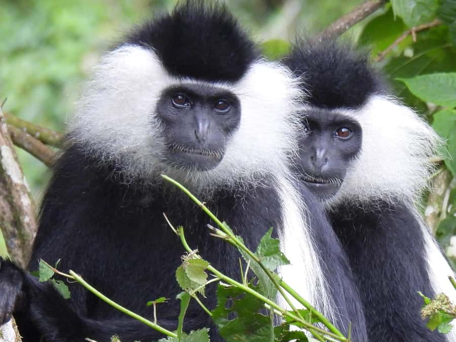 From Kigali: 2 days chimpanzee trekking and canopy walk - A schedule with variety, but little spare time