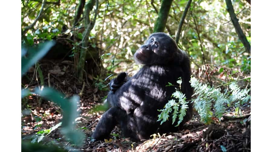 From Kigali: 2 days chimpanzee trekking and canopy walk - Who will enjoy this experience most