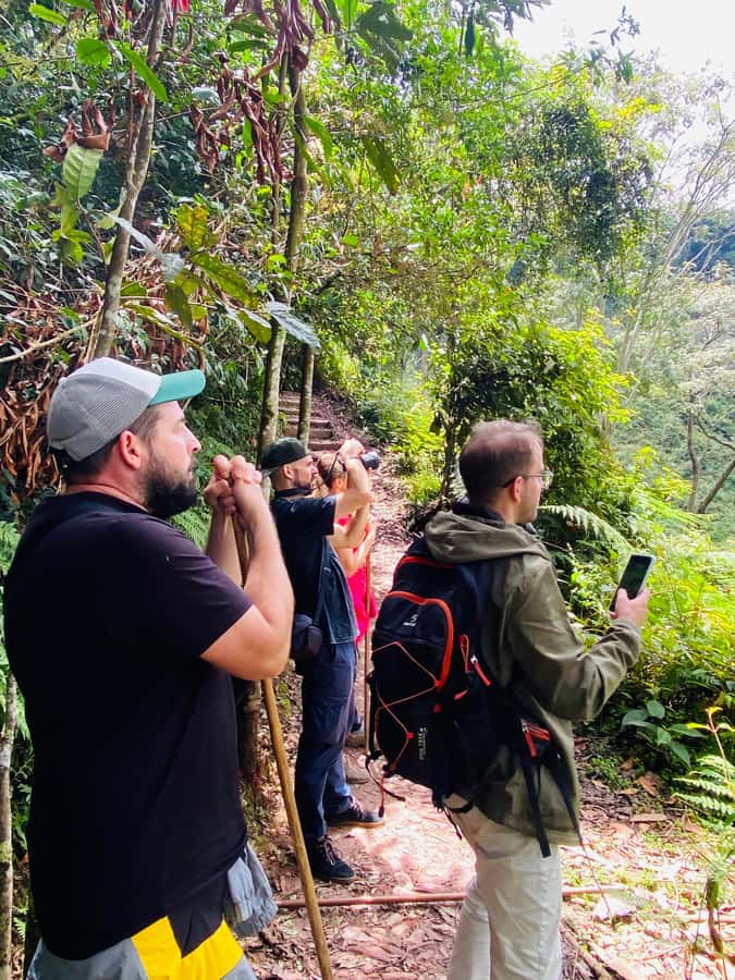 From Kigali: 2 days chimpanzee trekking and canopy walk - Walking above the Nyungwe treetops