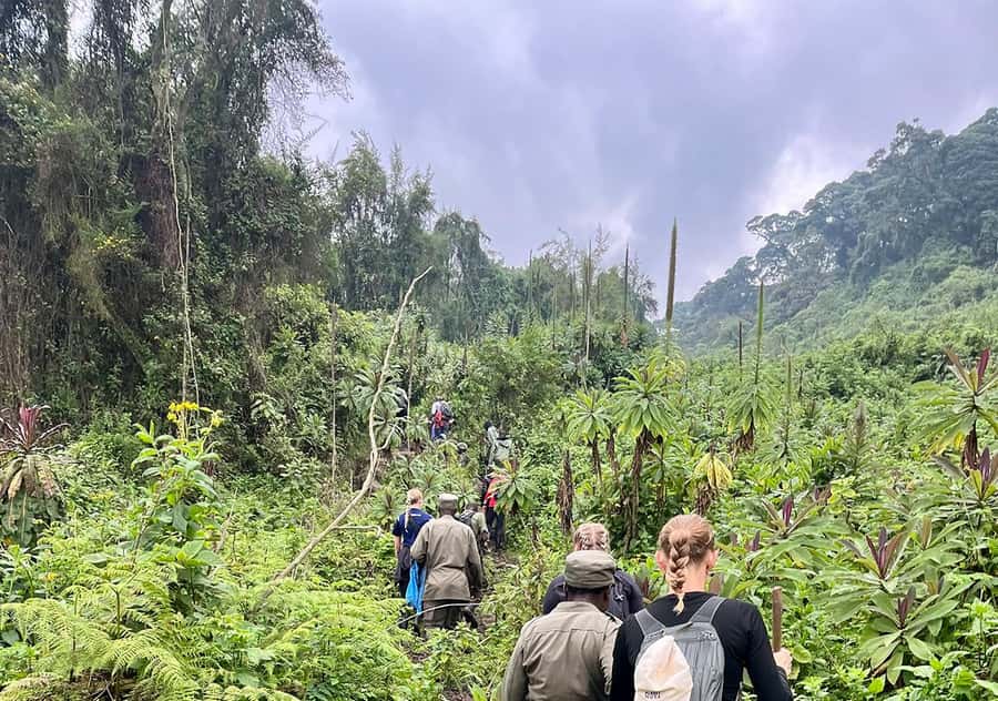 From Kigali: Bisoke Summit Trek, Crater Lake 1 Day Safari - Key points to know before you book