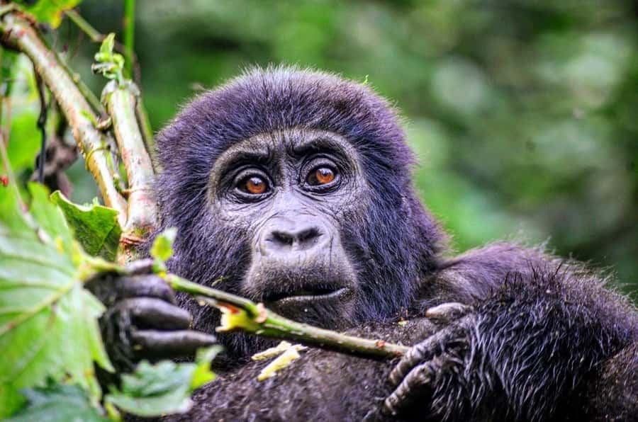 From Kigali: Volcanoes National Park Gorilla Trek with Lunch - Why the gorilla hour is worth planning around
