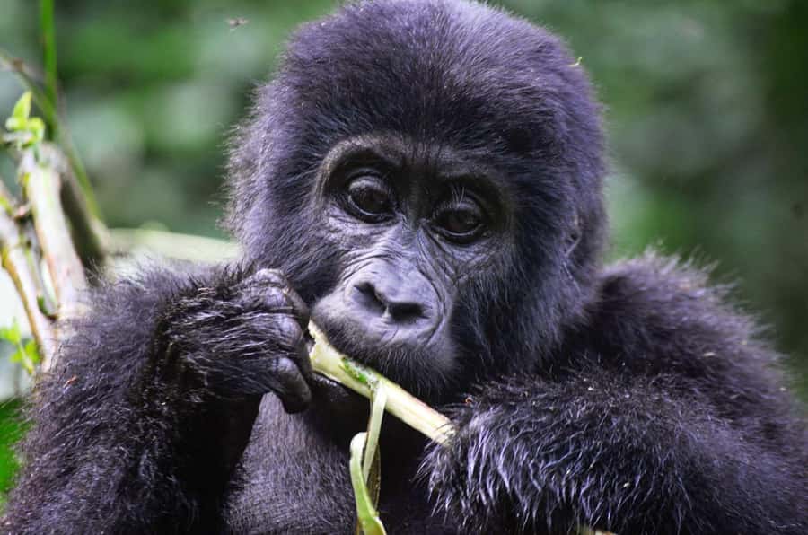 From Kigali: Volcanoes National Park Gorilla Trek with Lunch - What happens at the park offices
