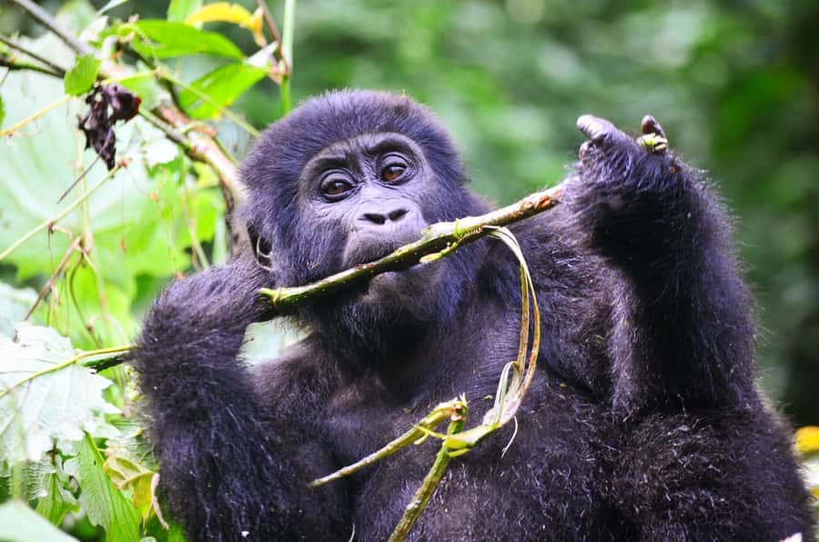 From Kigali: Volcanoes National Park Gorilla Trek with Lunch - What the $2,499 price really covers