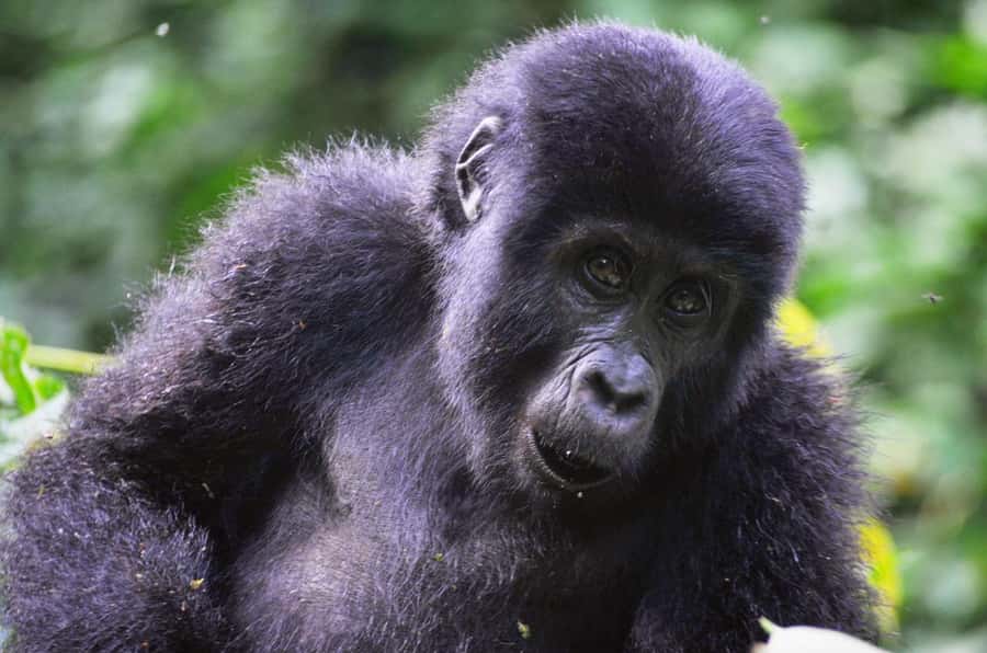 From Kigali: Volcanoes National Park Gorilla Trek with Lunch - The 4:30 am departure from Kigali