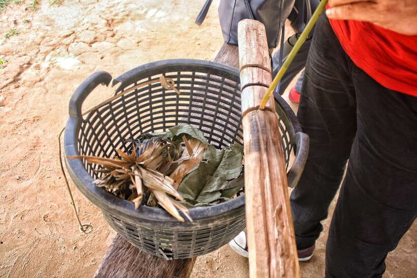 From Kuala Lumpur: Taman Negara National Park Trek Day Tour - What $177 gets you