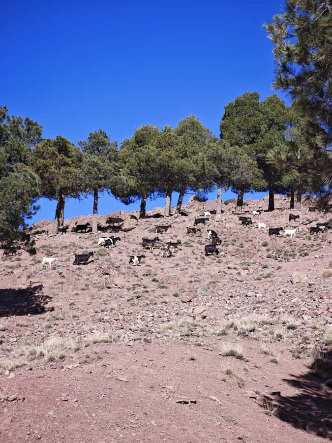 From Marrakech: Aourirt N’ouassif Summit Day Hike & Trek - The 64-kilometer drive from Marrakech to Imlil