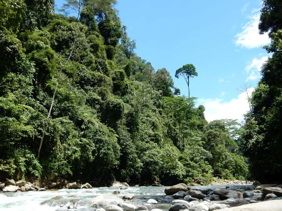 From Medan: 4 day tour to Bukit Lawang incl. jungle trek - From Medan to Bukit Lawang, with the practical work handled
