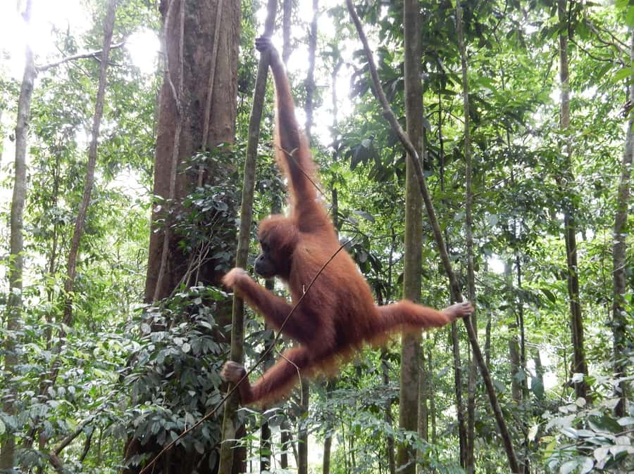 From Medan: 4 day tour to Bukit Lawang incl. jungle trek - FAQ
