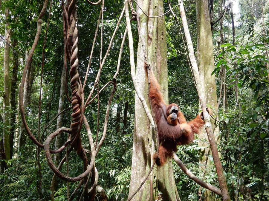 From Medan: 4 day tour to Bukit Lawang incl. jungle trek - The first night beside the river