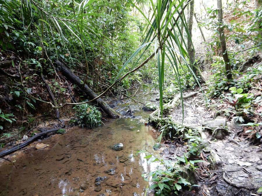 From Medan: 4 day tour to Bukit Lawang incl. jungle trek - Should you book this Bukit Lawang tour?