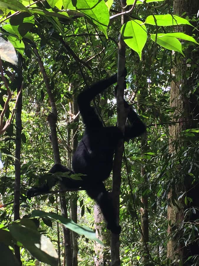 From Medan: 4 day tour to Bukit Lawang incl. jungle trek - Orangutans and other wildlife in the trees