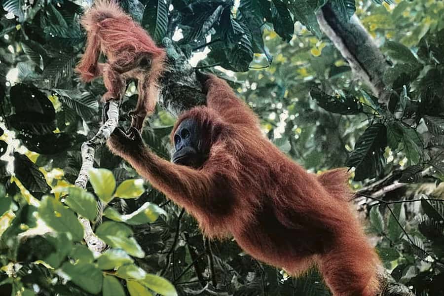 From Medan : Jungle Trekking for Orang Utan at Mount Leuser - What the Mount Leuser Trek Is Really About
