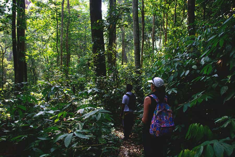 From Medan : Jungle Trekking for Orang Utan at Mount Leuser - Entering the Forest With a Local Ranger