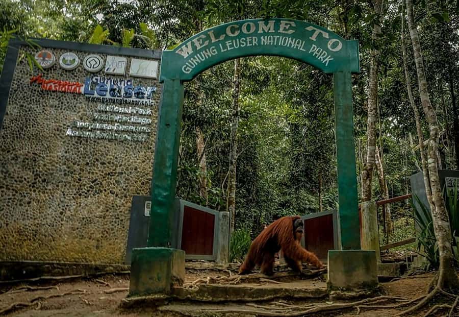 From Medan : Jungle Trekking for Orang Utan at Mount Leuser - Who Should Book This Experience?