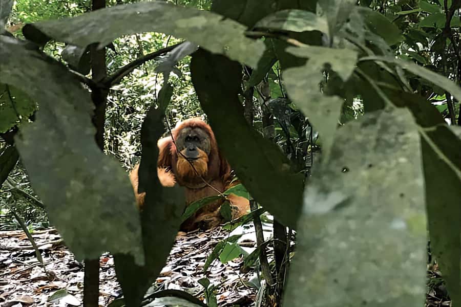 From Medan : Jungle Trekking for Orang Utan at Mount Leuser - The Forest Paths and River Edges