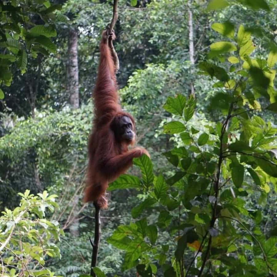 From Medan: Magnificent View & Jungle Trekking in Sumatra - Why Bukit Lawang is the starting point