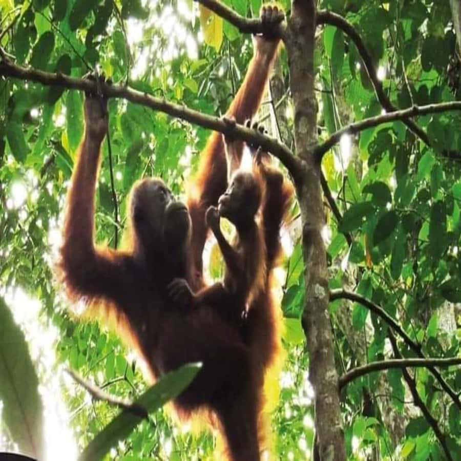 From Medan: Magnificent View & Jungle Trekking in Sumatra - Airport pickup makes the first day easier