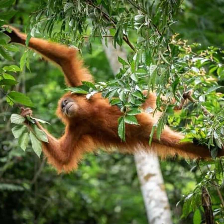 From Medan: Magnificent View & Jungle Trekking in Sumatra - Day two: a shorter walk and a cool-water break