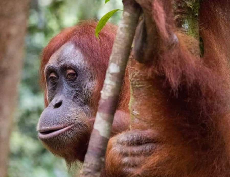 From Medan: Magnificent View & Jungle Trekking in Sumatra - Day three: the strongest wildlife opportunity