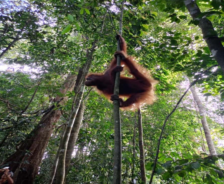 From Medan: Magnificent View & Jungle Trekking in Sumatra - How hard is the trek?