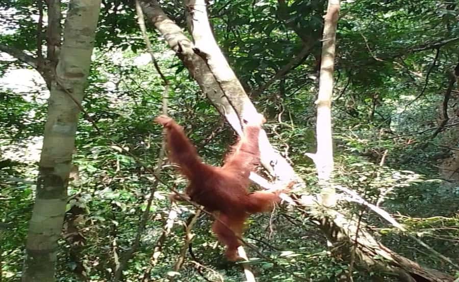 From Medan: Magnificent View & Jungle Trekking in Sumatra - Wildlife, ethics, and realistic expectations