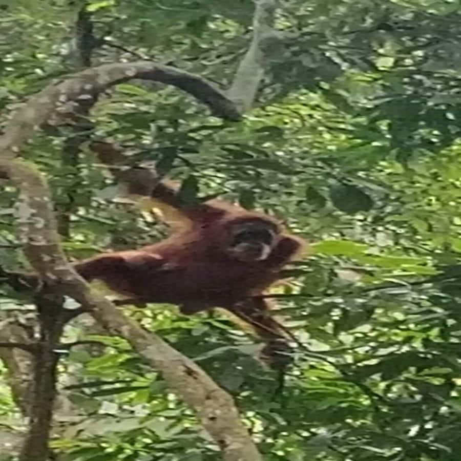 From Medan: Magnificent View & Jungle Trekking in Sumatra - Who will enjoy this four-day jungle stay?