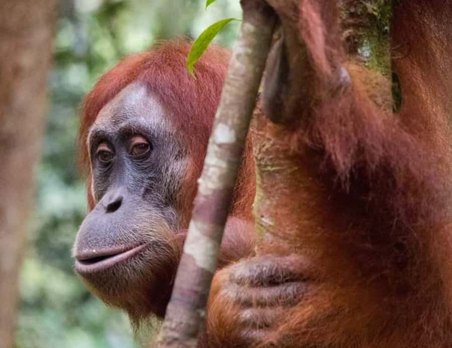 From Medan: Magnificent View & Jungle Trekking in Sumatra - Day one: from village paths to rainforest trails