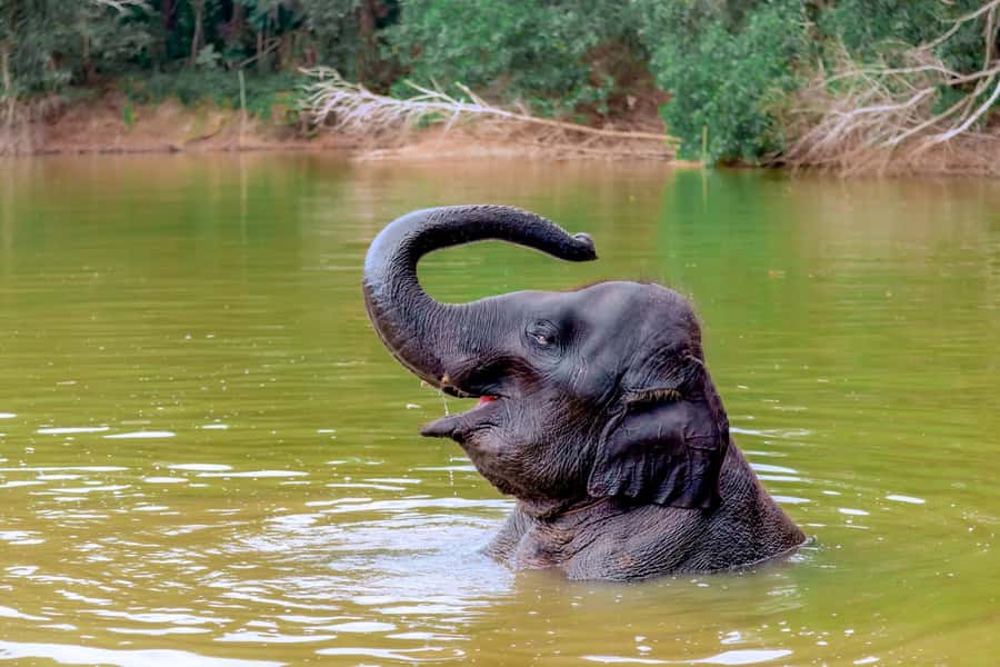 From Phuket: Ethical Elephant Interactive Trek and Tour - An Early Start from Phuket