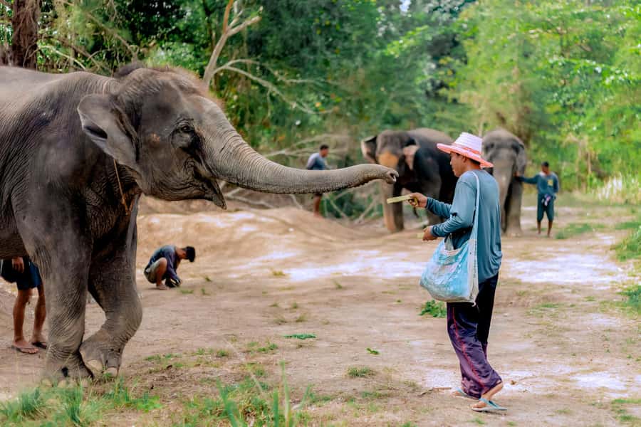 From Phuket: Ethical Elephant Interactive Trek and Tour - Meeting the Elephants at About 8 AM