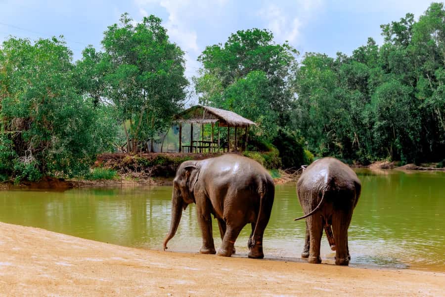 From Phuket: Ethical Elephant Interactive Trek and Tour - A Thai Lunch at About 11 AM